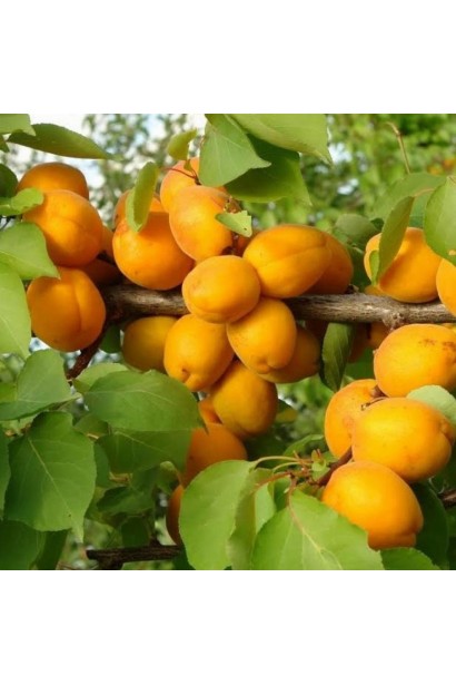 Абрикос Голд Річ ранній | Абрикос Голд Рич ранний | Prunus armeniaca Gold Rich